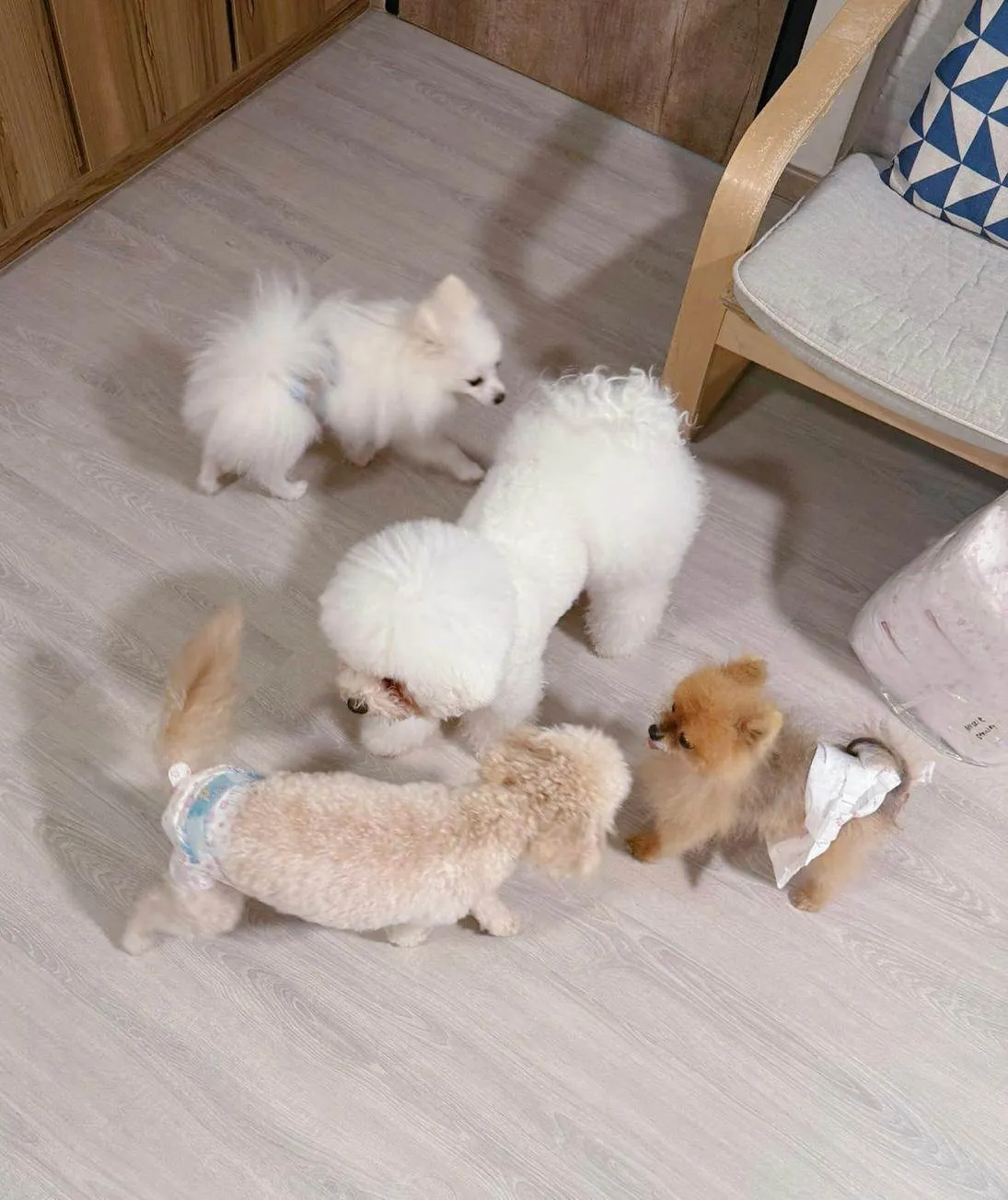 Happy Dog at Daycare