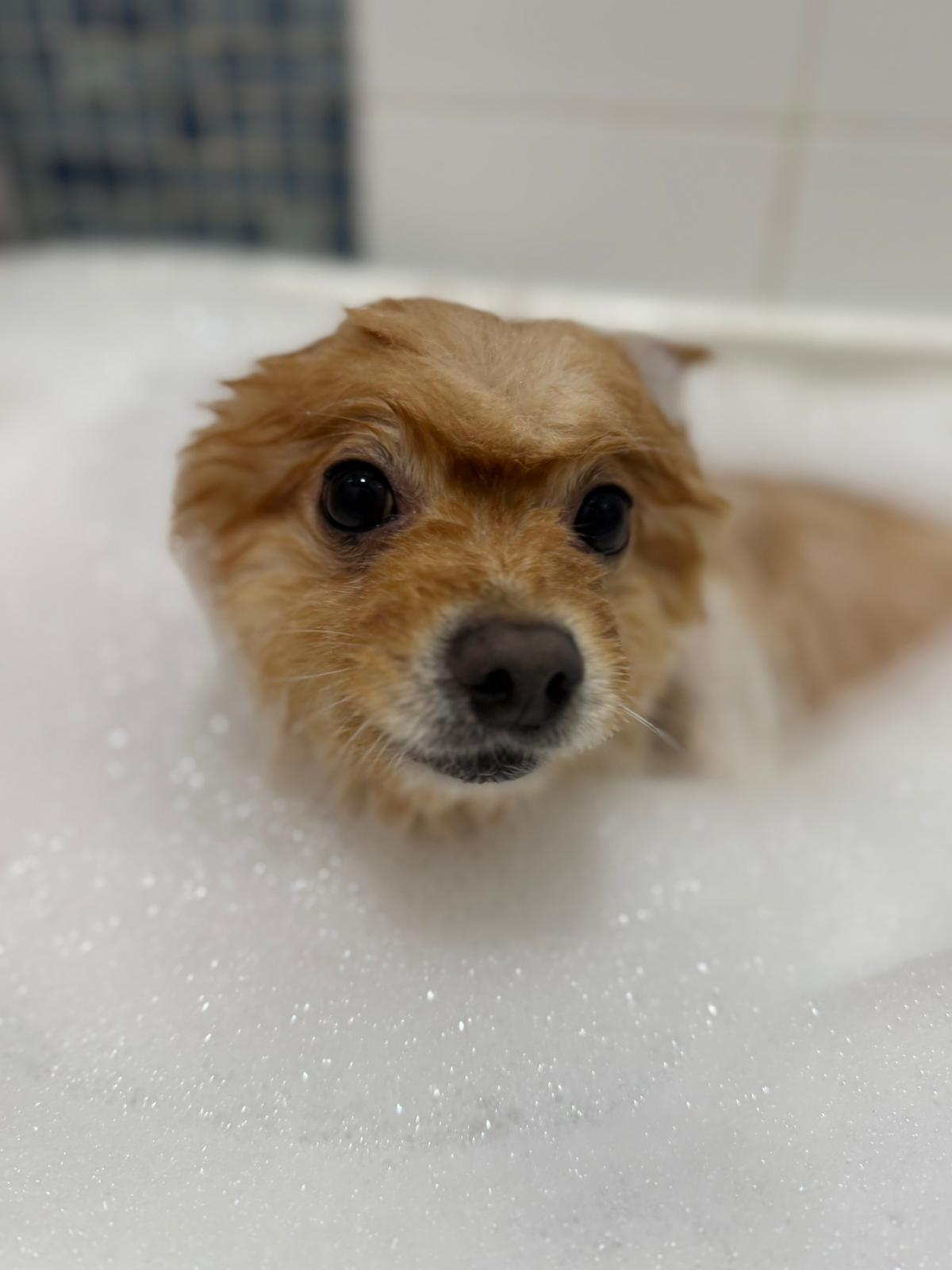 Happy Dog